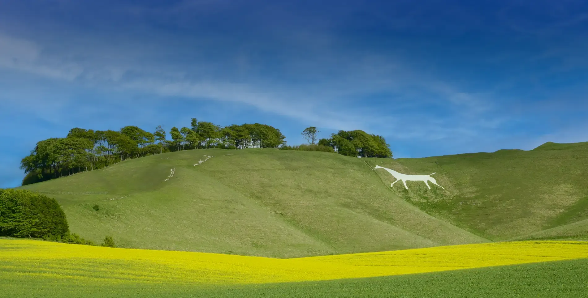 The white horse at Cherhill